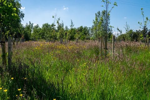 Natural Woodland Burial Ground | Craufurdland Country Estate